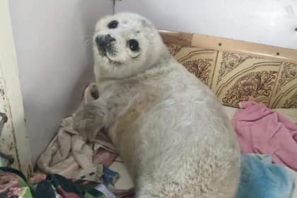 La foca bebé había sido arrastrada a la cosa por una tormenta y, en la playa, fue encontrada por un grupo de personas que la acarició durante horas