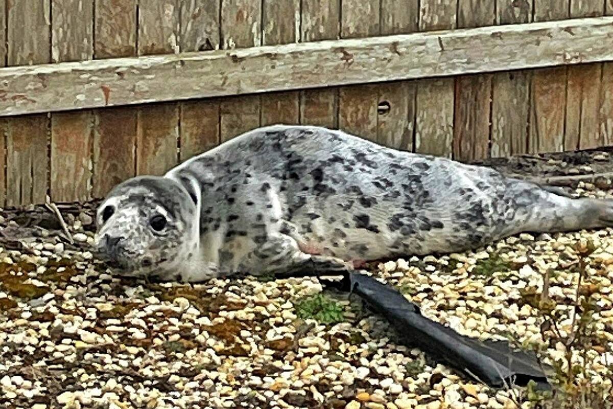 La foca cruzó la carretera y entró al patio de una vivienda, donde fue resguardada por policías