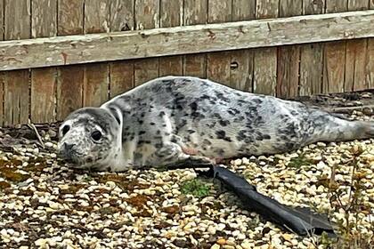 La foca cruzó la carretera y entró al patio de una vivienda, donde fue resguardada por policías