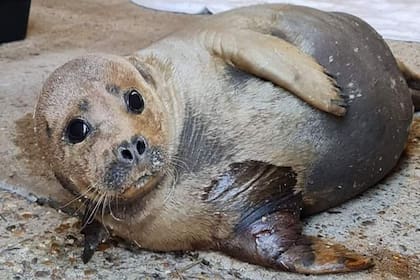 La foca se había ganado el cariño de los londinenses por sus apariciones en la orilla del Támesis. Fuente: British Divers Marine Life Rescue