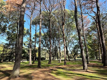 La forestación fue plantada en la década del 80 por el estudio Thays