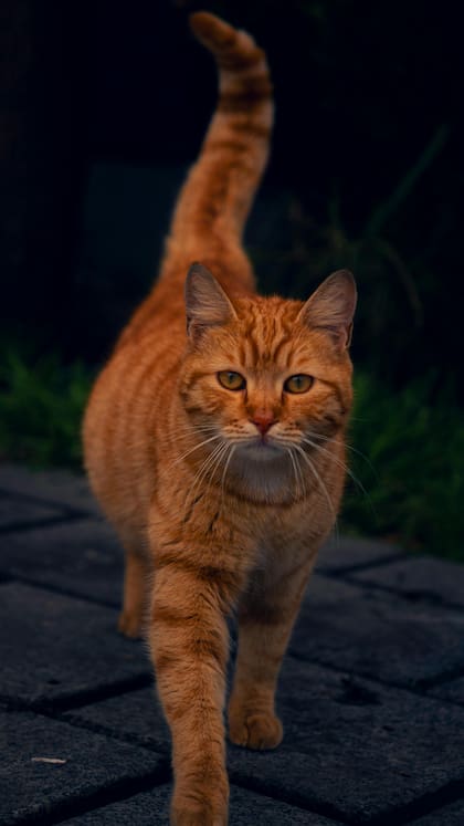 La forma más común de caminar de un felino es sigilosa, fluida y silenciosa, gracias a su estructura corporal ágil y sus patas acolchonadas