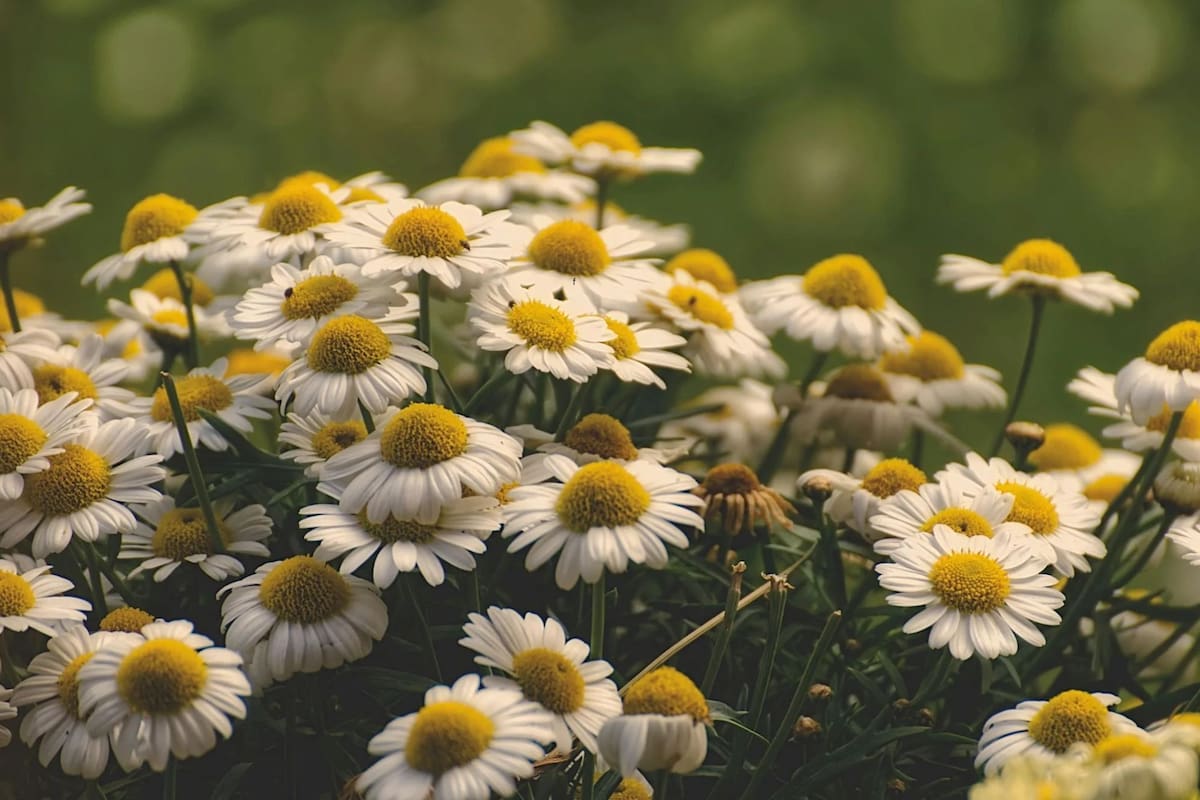 La forma natural de erradicar estos malestares en el organismo