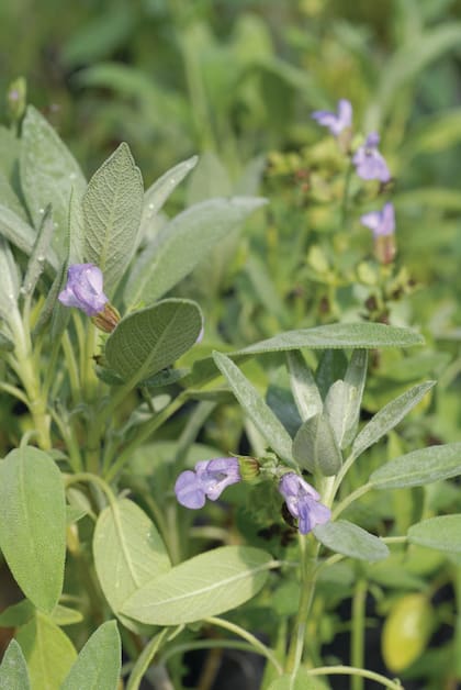 La forma redondeada y el color grisáceo del follaje vuelven a la salvia protagonista en cualquier diseño con plantas aromáticas.