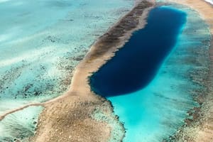 La formación biológica de dimensiones continentales une la costa africana con el golfo de México