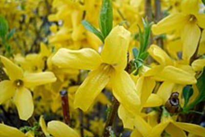 La Forsythia es la primera flor de la primavera