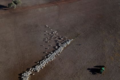 La foto área muestra ganado en un campo totalmente afectado por la sequía en la región australiana de Quirindi