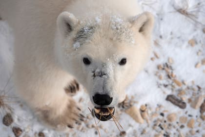 La foto de 2020 provista por Polar Bears International muestra un oso polar en Churchill, Manitoba, Canadá, durante la migración. El oso polar, en peligro de extinción, depende de algo que se derrite en nuestro planeta: el hielo marino. (Kieran McIver/Polar Bears International via AP)