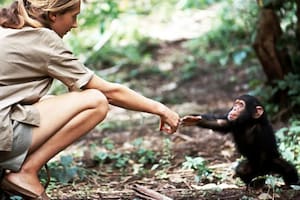 La foto de Jane Goodall con el bebé chimpancé Flint desafió las normas científicas y cambió nuestra visión del reino animal