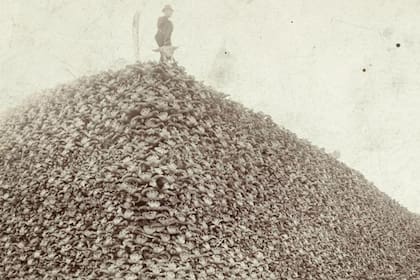 La foto de la montaña de cráneos de bisonte