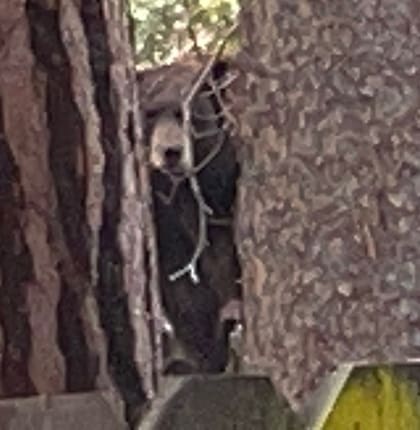 La foto de la osa y sus crías fue publicada por Bear League en su página de Facebook.
Foto: BEAR League