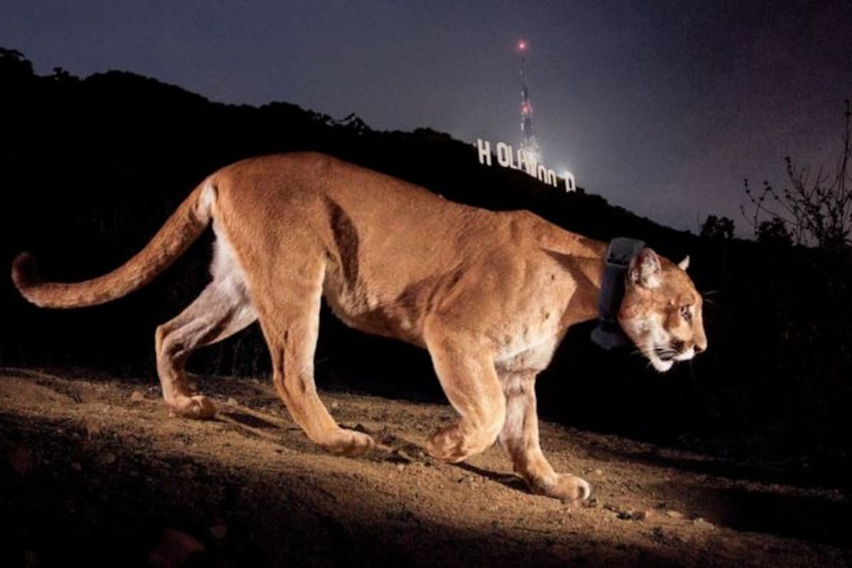 La foto de Steve Winter captura a P-22 en su hogar urbano adoptivo.