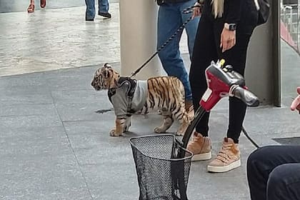 La foto de un tigre de bengala cachorro que era paseado por un shopping mexicano abrió el debate sobre la legalidad de tener este tipo de felinos como mascota