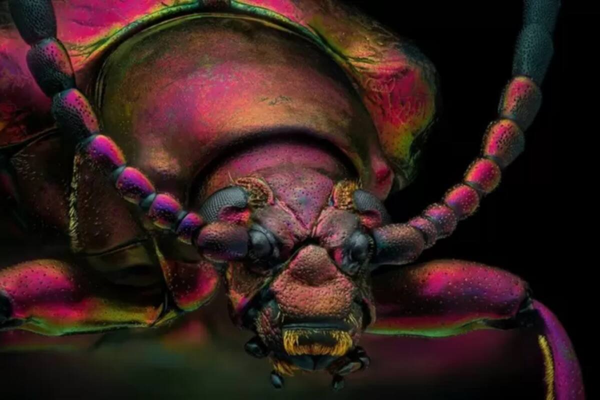 La foto del escarabajo joya rojo ganó como "imagen de distinción" en el concurso de fotografía microscópica de Nikon