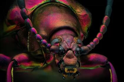 La foto del escarabajo joya rojo ganó como "imagen de distinción" en el concurso de fotografía microscópica de Nikon