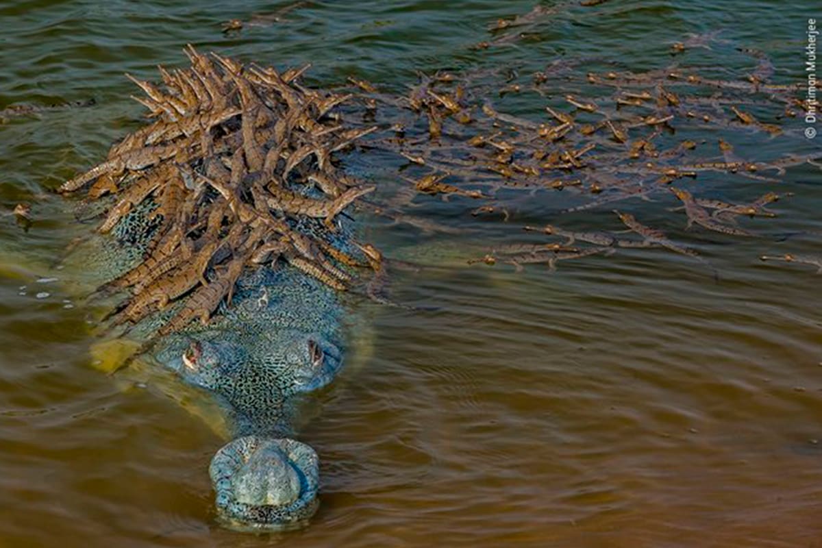 La foto es autoría de Dhritiman Mukherjee y es candidata al premio Fotógrafo de Vida Silvestre del Año, iniciativa del Museo de Historia Natural de Londres.