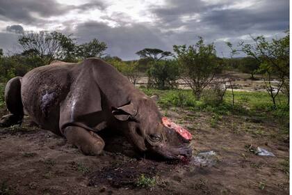 La foto ganadora del concurso fue la del rinoceronte con el cuerno cortado por cazadores furtivo