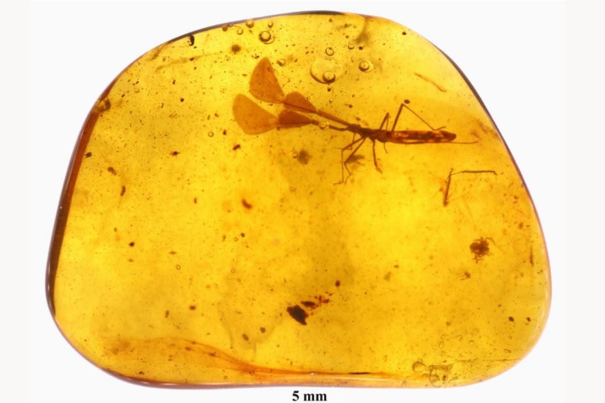 La foto muestra el ámbar en el que se conserva un pequeño insecto coreido con antenas en forma de hoja de gran tamaño