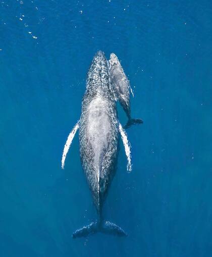 La foto premiada: una ballena jorobada junto a su cría en los primeros días de vida