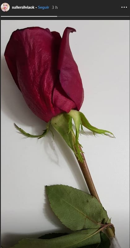 La foto que publicó Silvia Süller en sus historias, para despedir a su madre