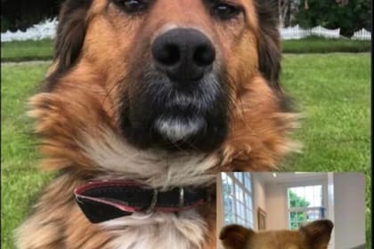 La foto que se compartió en el perfil de Dylan, el perro de Aníbal Fernández