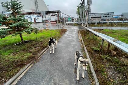 La foto tomada por Timothy Mousseau muestra perros en la zona de Chernobyl, Ucrania, 3 de octubre de 2022. A 35 años del accidente nuclear más grave del mundo, los perros de Chernobyl vagan entre los edificios abandonados en y alrededor de la usina clausurada. De alguna manera han encontrado la manera de alimentarse, reproducirse y sobrevivir. (Timothy Mousseau via AP)