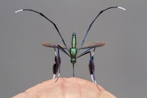 La fotografía de un ejemplar del mosquito Sabethes fue una de las imágenes premiadas