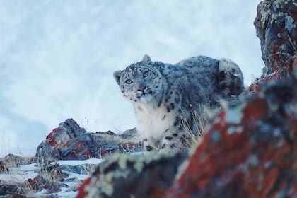 La fotografía del encuentro con un leopardo de las nieves, al sur de Rusia.