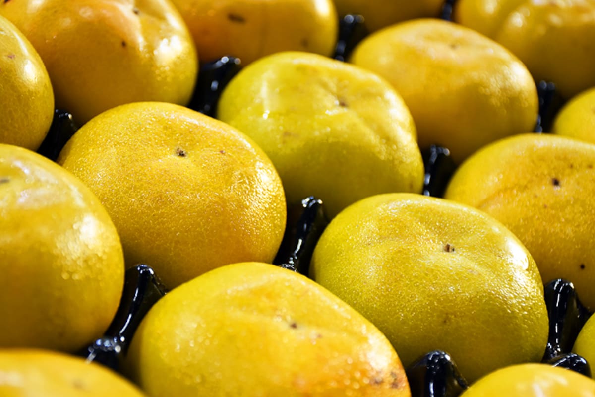 La fruta caqui