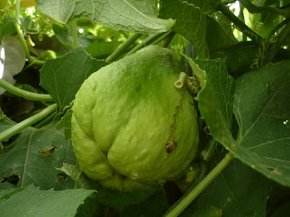 La fruta que no conocías y que te puede hacer muy bien a la salud