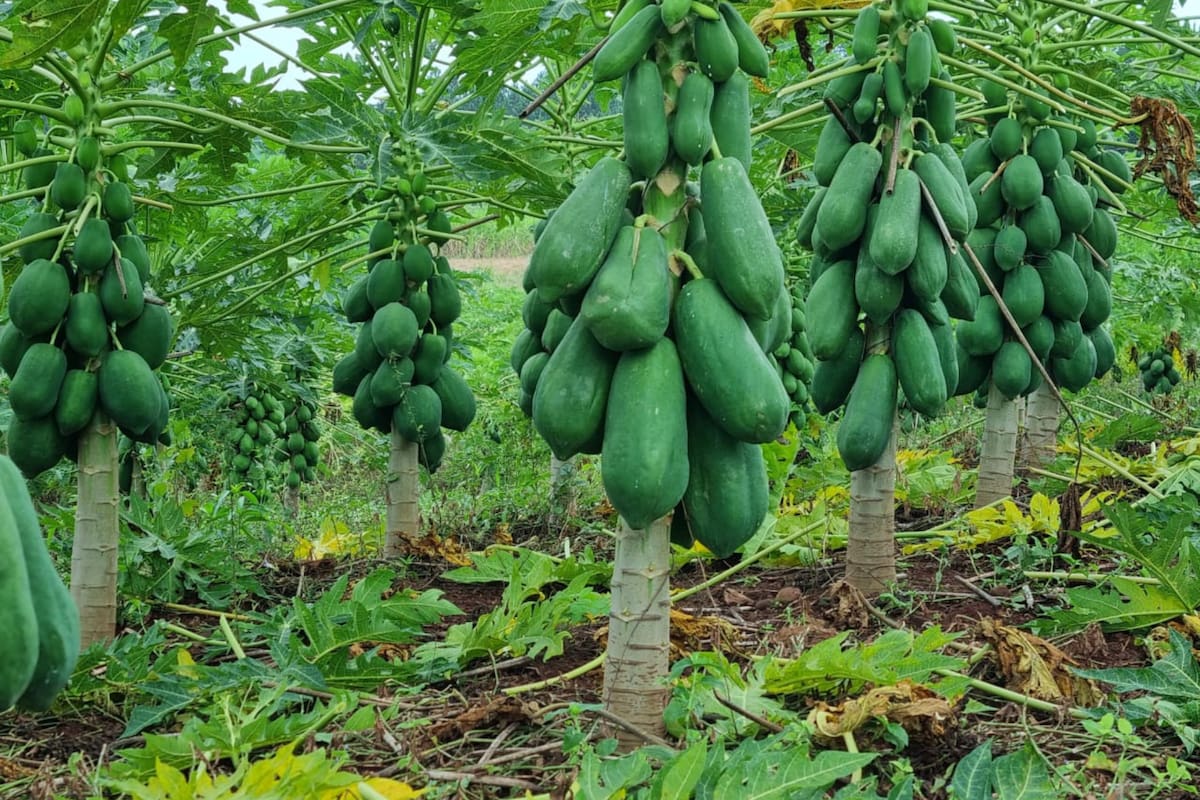 La fruta tropical atraviesa una difícil situación por la caída de la demanda en el consumo