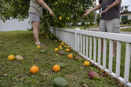 La fruta unida al árbol pertenece a su propietario, según Barman