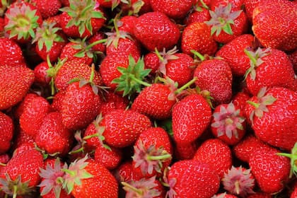 La frutilla podría aportar a que se reduzca hasta el 10% del colesterol (Foto Pexels)