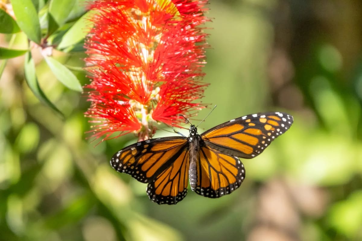 La Fundación de Parques Estatales de California señaló la preocupante disminución de las mariposas monarca del oeste y subrayó la importancia de la participación ciudadana en su observación