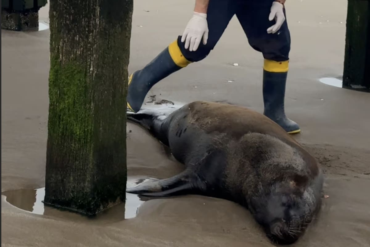 La Fundación Mundo Marino encontró al animal en condiciones de gran debilidad