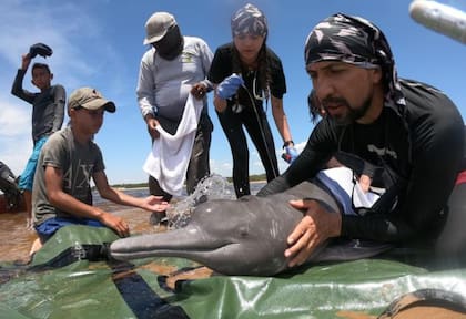 La fundación Omacha se enfoca en proteger a los delfines de la Amazonía