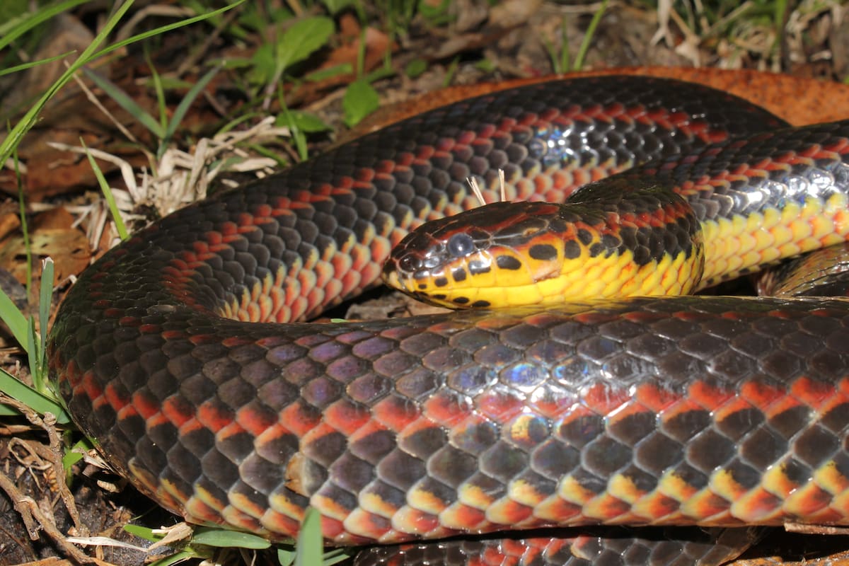 La FWC solicita al público reportar avistamientos de la serpiente arcoíris, una rara especia de serpiente no venenosa