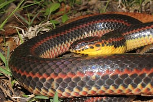 La FWC solicita al público reportar avistamientos de la serpiente arcoíris, una rara especia de serpiente no venenosa