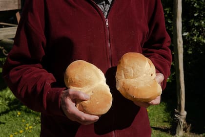 La galleta de campo criolla requiere 22 vueltas de sobado resultando en una corteza dura y aireada, con un crujiente característico y una miga liviana