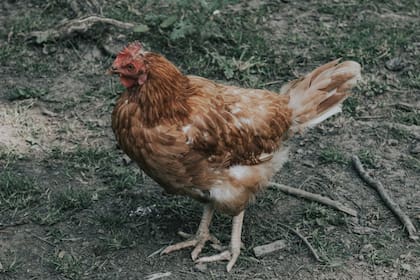 La gallina forma parte de la clasificación de aves (Foto Pexels)