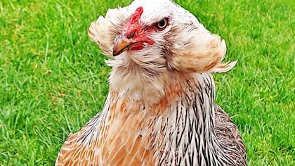 La gallina mapuche o araucana es una raza de gallina originaria de la zona sur de Chile
Foto: iStock