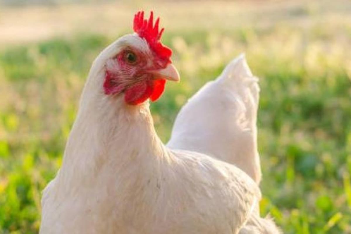 La gallina Mike vivió 18 meses sin cabeza