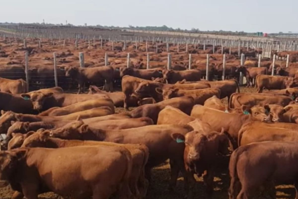 La ganadería, afectada por las restricciones