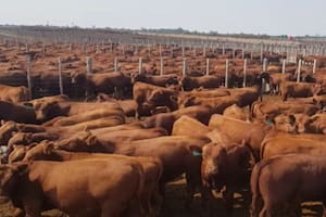 La ganadería, afectada por las restricciones