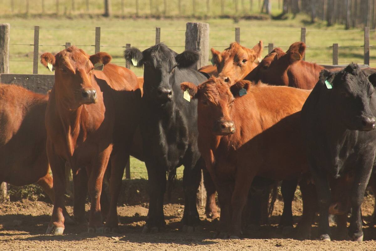 La ganadería argentina, en tiempos de cambio