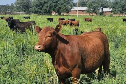 La ganadería atrae inversiones