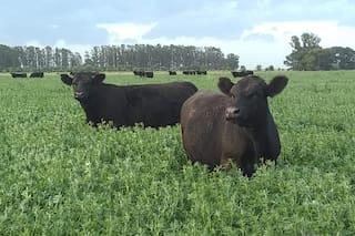 Los desafíos urgentes de la producción de carne argentina