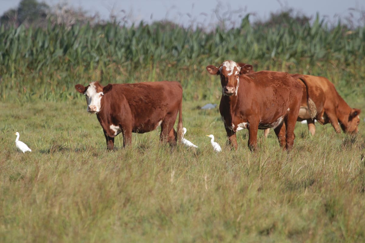 La ganadería convive con otras especies