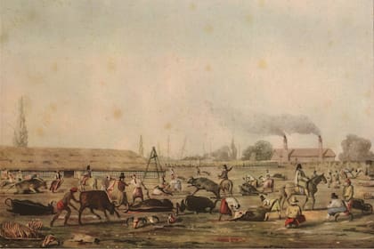 La ganadería creció con los saladeros