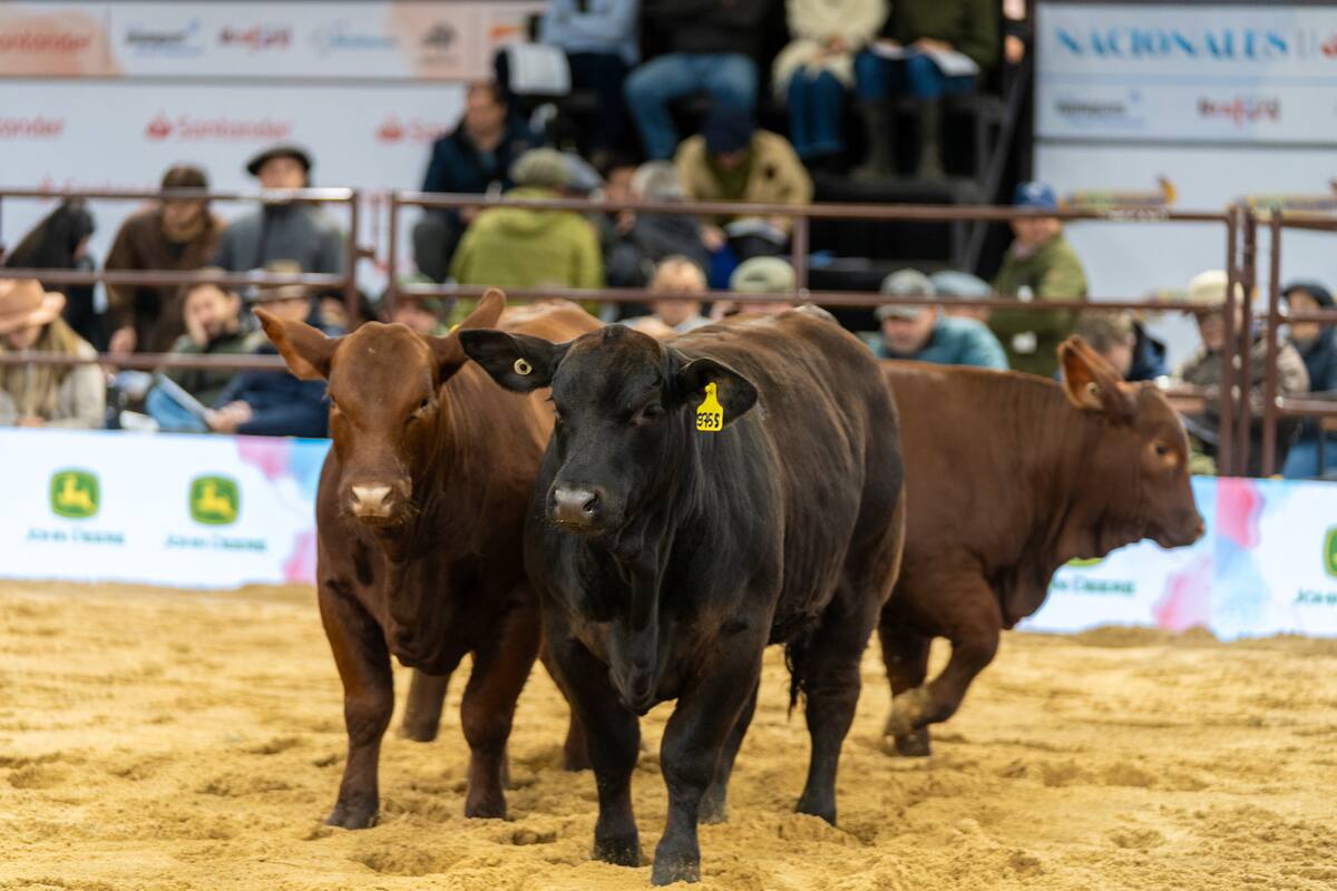 La ganadería del norte tiene su cumbre en Las Nacionales